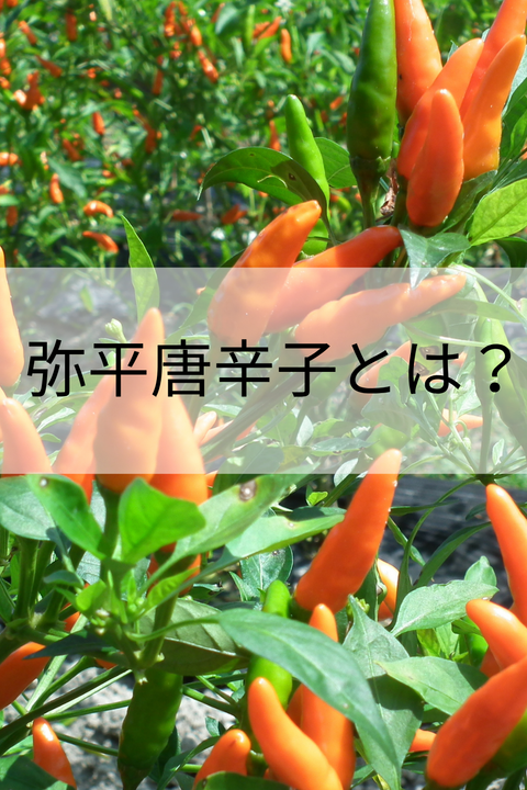 弥平唐辛子とは？滋賀県湖南市の伝統野菜の特徴と魅力